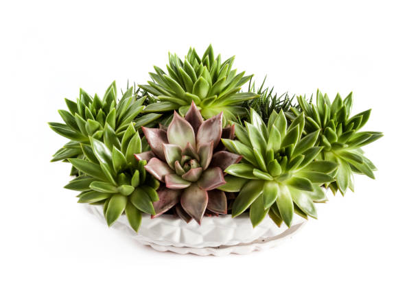 Bästa luftväxter för hemmet