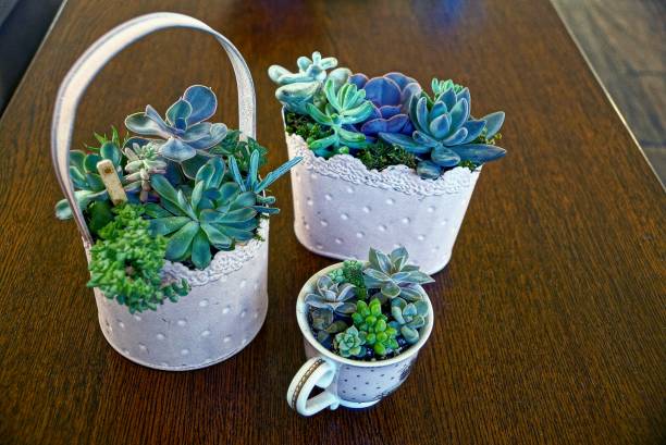 Urban trädgårdsodling