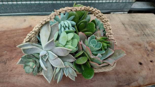 Vintervård för sukkulenter